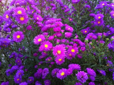 花, 紫苑, 紫色, 自然, 植物, 夏季, 多色