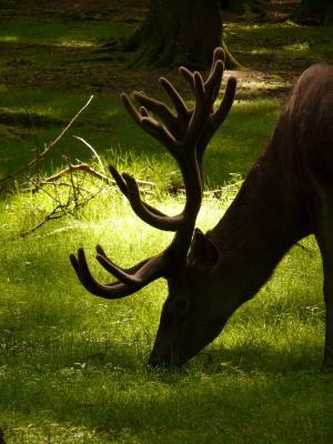 动物, 动物摄影, 鹿角, 鹿, 森林, 自然, 野生动物