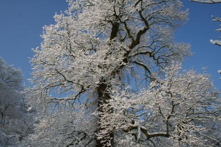 弗罗斯特, 自然, 冬天, 树, 冻结, 分支机构