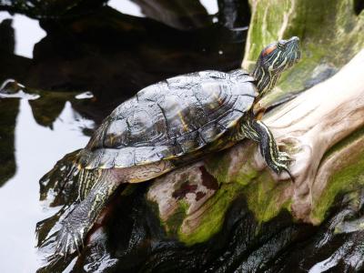 海龟, 水, 自然