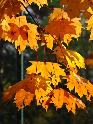 叶子, 秋天, 黄色的树叶, 秋金, 折叠