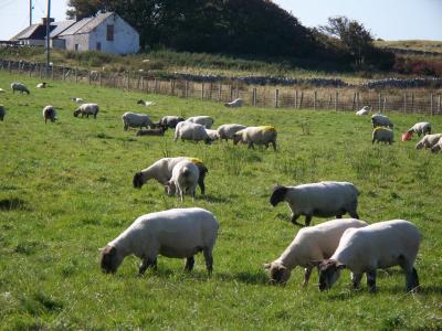 羊, 牧场, 农村, 农场, 羊群, 吃草, 农村