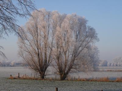 冬天, 珀拉柳, 雪, 树, 自然, 低温