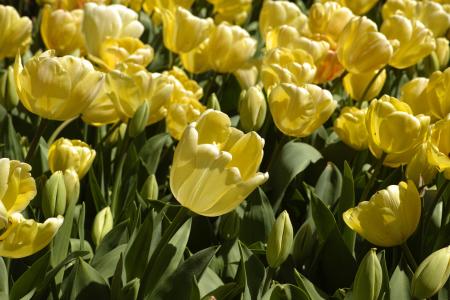 郁金香, 花, 鲜艳的颜色, 花, 自然, 植物, 春天