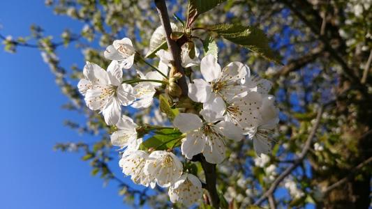 春天, 自然, 绽放, 花蕾, 植物, 春天的花朵, 苹果