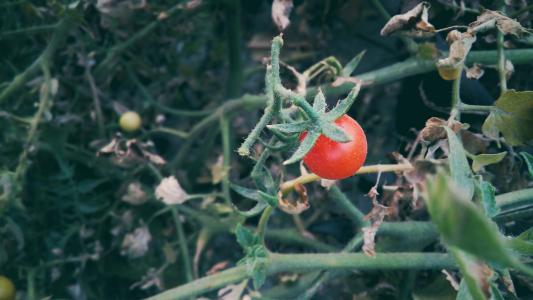 樱桃番茄, 自然, 食品, 蔬菜