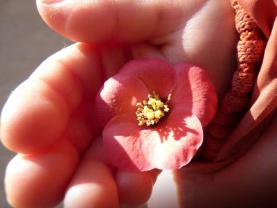花, 粉红色的花, 孩子的手, 详细, 花粉, 柔情, 粉红色的花朵