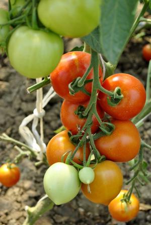西红柿, 蔬菜, 食品, 红绿西红柿, 作物, 生产