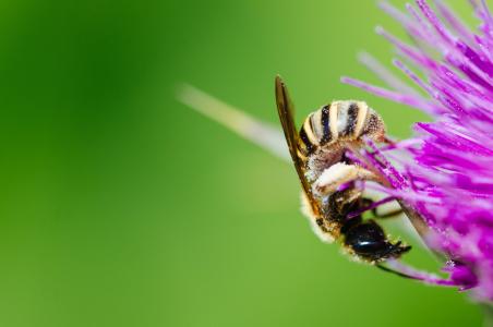 动物, 蜜蜂, 大黄蜂, 特写, 颜色, 植物区系, 花