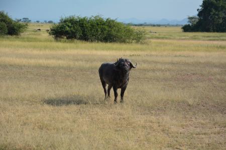 水牛, 非洲, 塞伦盖蒂, 国家公园, 塞伦盖蒂公园, 坦桑尼亚, 野生动物保护区