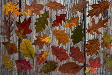 叶子, 秋天的树叶, 多彩, 彩色, 秋天的颜色, 出现, 秋天的落叶