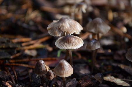 蘑菇, 森林的地面, 自然, 秋天, 森林蘑菇