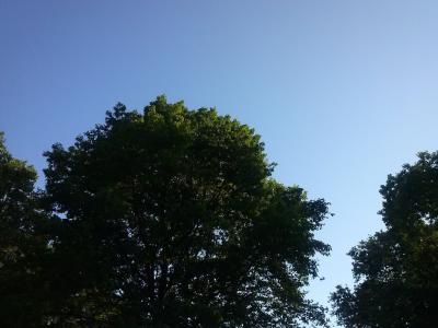 树, 天空, 蓝色, 太阳, 自然, 四季, 休息