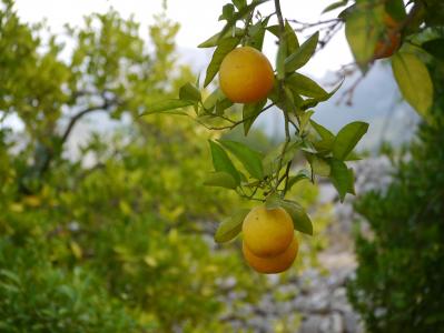 橘子, 马略卡岛, tramuntana, 西班牙, 人工林, 树, 水果