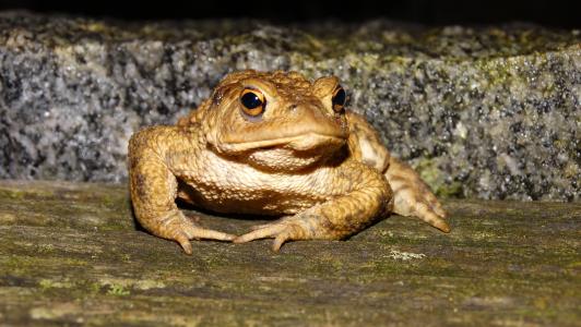 青蛙, 在晚上, 木地板