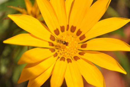 花, 黄色的花, 蜜蜂, 银, 宏观, 黄色, 自然