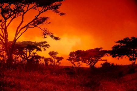 日落, 非洲, 景观, 红色, 升起的太阳, 火热, 布什