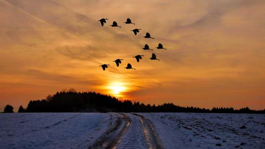日落, 冬天, 雪, 感冒, 鸟类, 冬天的心情, 寒冷