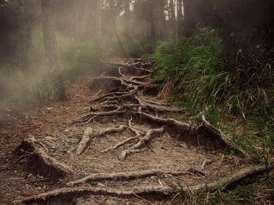 路径, 根, 山, 的阴霾, 森林, 恐怖, 自然