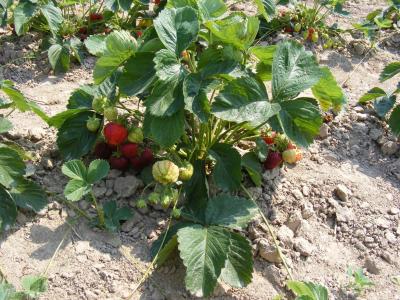 草莓, 草莓灌木, 草莓灌木丛, 农业, 字段, 草莓栽培
