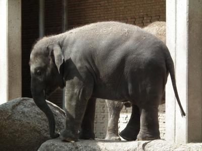 大象, 动物园, 柏林的酒店