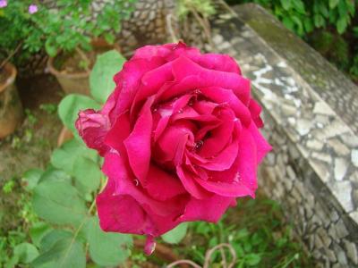 玫瑰, 红色, 园艺, 自然