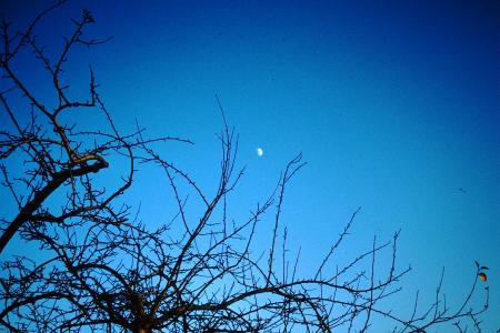 天空, 月亮, 夜晚的天空, 月光, 树, 心情, 蓝色