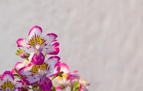 bauernorchidee, 阳台植物, 粉色, 白色, 花, 春天