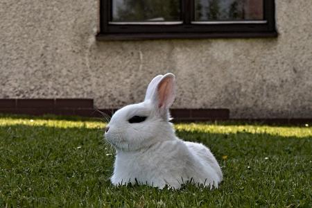 兔子, 发育不良, 白色, 在撒谎, 宠物, 草坪, 窗口