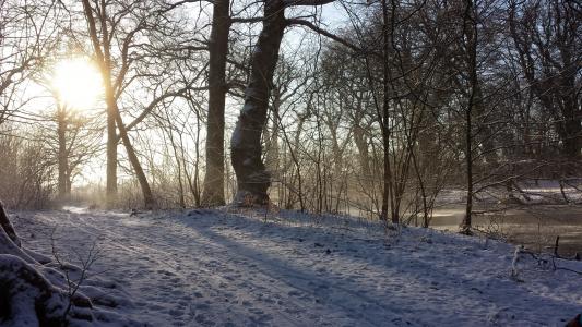 冬天, 溶胶, 景观, 树木