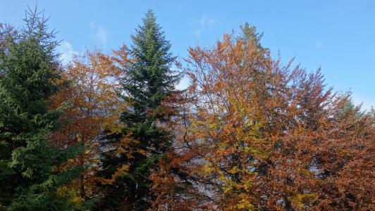 秋天的落叶, 树, 颜色, 山脉, 森林, 叶, 自然