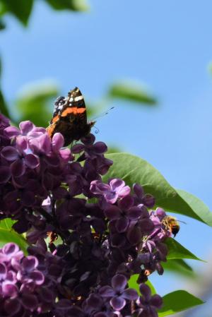 丁香, 蝴蝶, 亚特兰大, 春天, 淡紫色的花