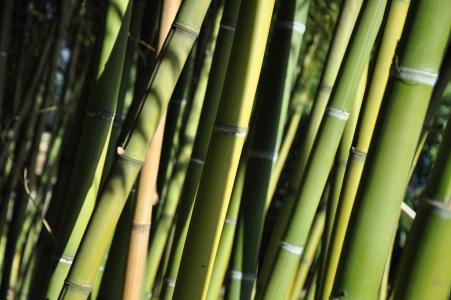 竹, 提契诺州, brissago 群岛, 植物, 绿色