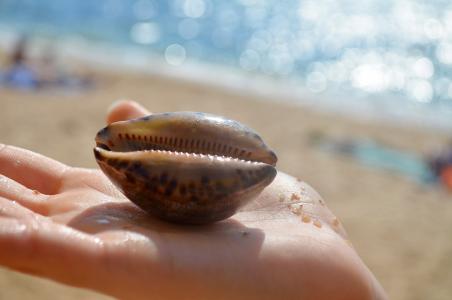壳, 海, 贝壳, 沙子, 度假, 海滩