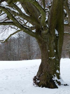 树, 雪, 白雪皑皑, 冬天, 感冒, 字段, 天空