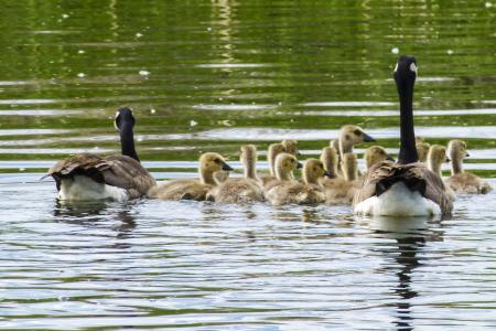 加拿大鹅, 小鸡, 幼鹅, 自然, 野生动物, 雏鹅, 宝贝