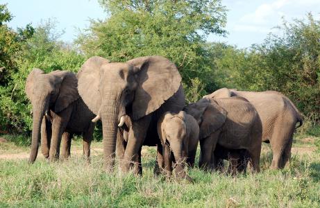 大象, 哺乳动物, 牛群, 家庭, 野生动物园, 非洲