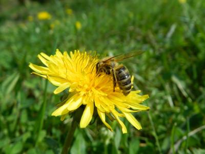 蒲公英, 蜜蜂, 花粉, 用品