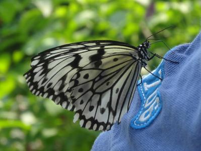 蝴蝶, 昆虫, 动物, 黑色和白色, 蓝色
