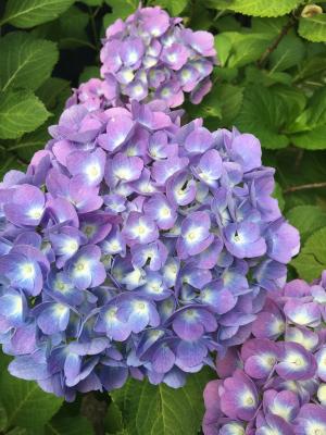 绣球花, 自然, 花, 紫色的小花