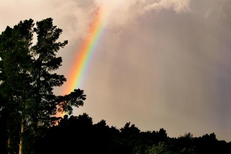 彩虹, 自然, 树, 对比, 光, 云彩