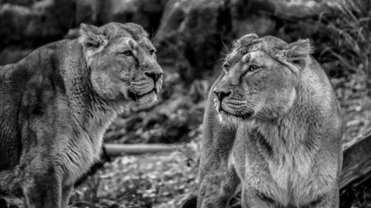 母狮, 狮子, 野生, 捕食者, 猫, 野猫, 狮子的女性
