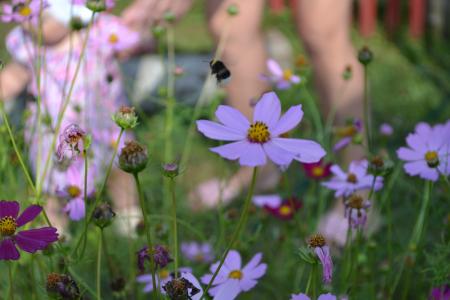 大黄蜂, 儿童, 花, 自然, 花, 夏季, 户外