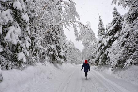 冬季景观, 树木, 雪, 对比, 白色, 雪域景观, 自然