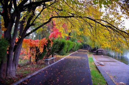 公园, 通路, 户外, 道路, 颜色, 秋天, 美丽