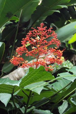 红色的花, 野生花卉, 绿色, 深绿色, 野生植物, 植物, 斯里兰卡