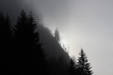 雾, 太阳, 森林, 自然, 光, 树木, 有雾