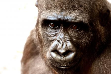 大猩猩, 猴子, 动物, 动物园, 毛茸茸, 杂食性, 野生动物摄影