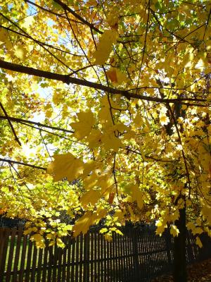 秋天, 叶子, 秋天, 黄色, 秋天的树叶, 自然, 11 月