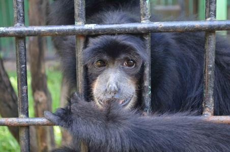 猴子, 猿, emcaged, 笼子里, 动物, 捕获, 印度尼西亚